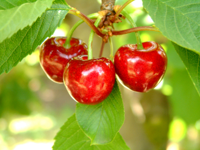 Cherries