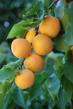 Apricots